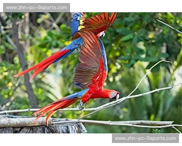 体育高清直播：让每一个瞬间都栩栩如生的观赛之旅